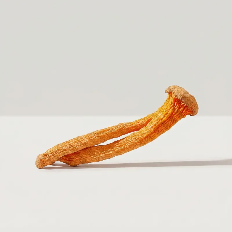 Cordyceps mushroom, studio close-up