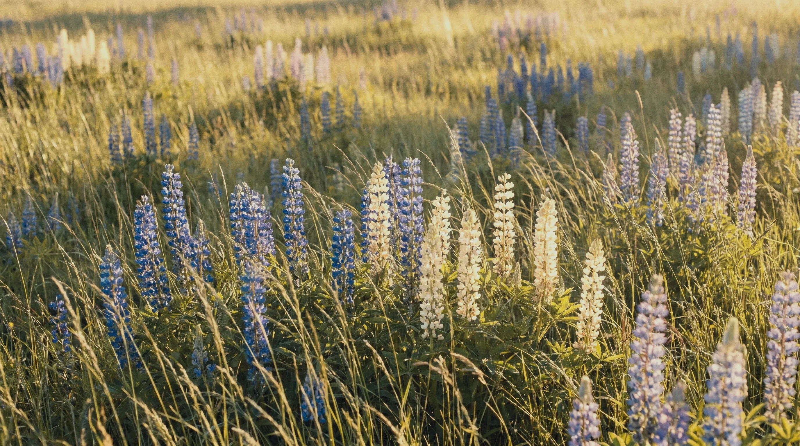 An open Nordic meadow, a picture of calm