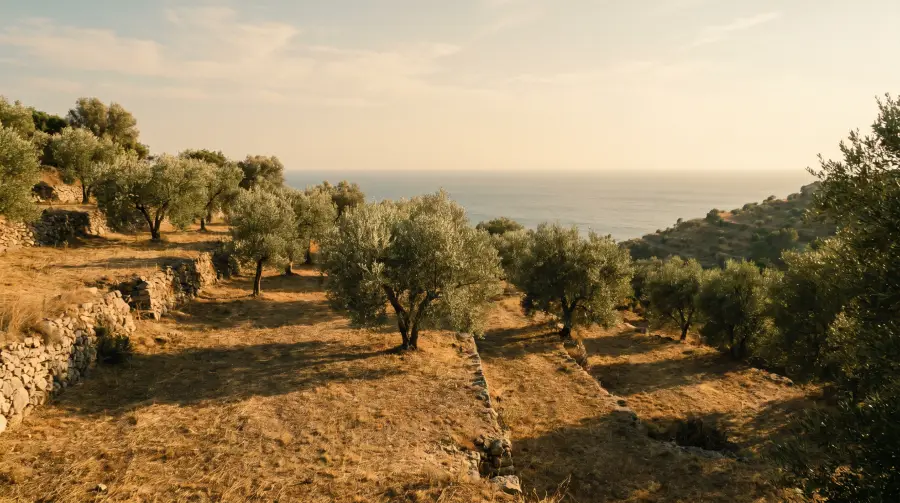 I_olive_grove