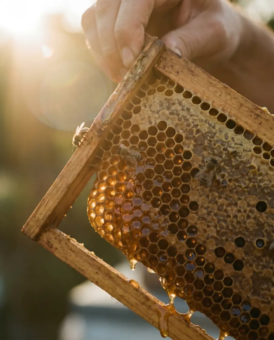 L_honeycomb