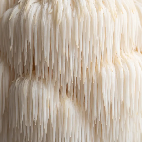 Lion's Mane up close, the white cascading spines of the fruiting body
