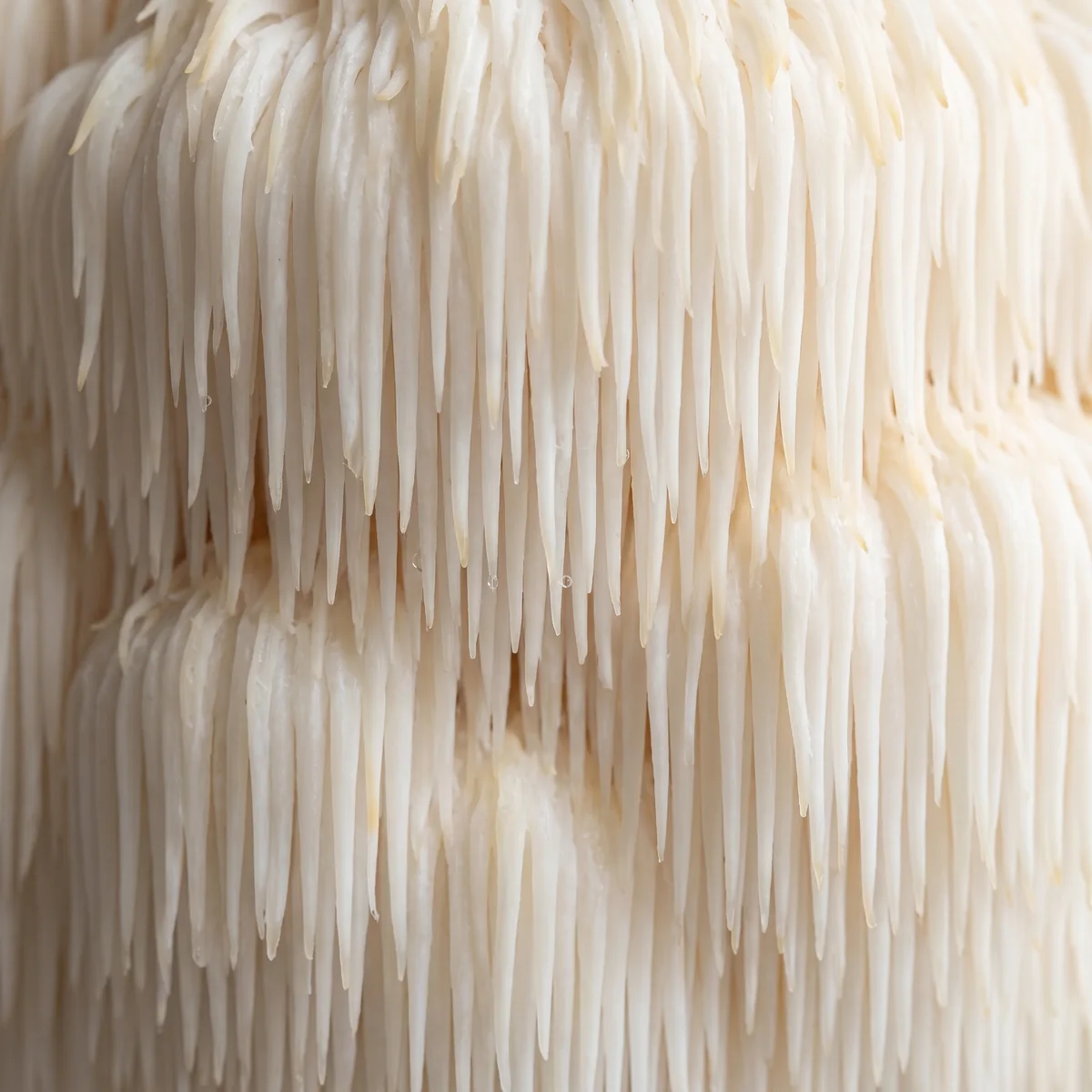 Lion's Mane up close, the white cascading spines of the fruiting body