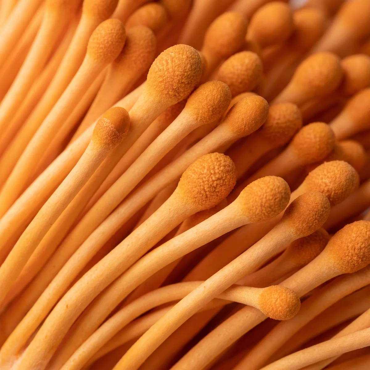 Dried cordyceps up close, a tangle of golden-brown ringed stems and thin dark stalks